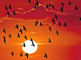 La navegación celeste de las aves
